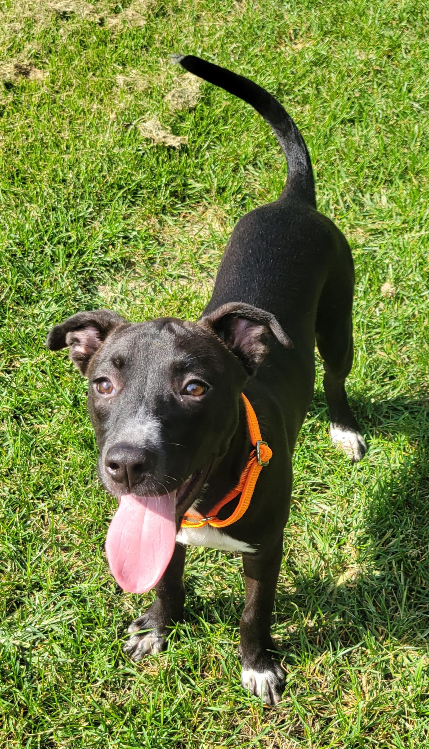 Enlarge Cairo, a Adoptable mixed breed in Hammonton, NJ image 6/6