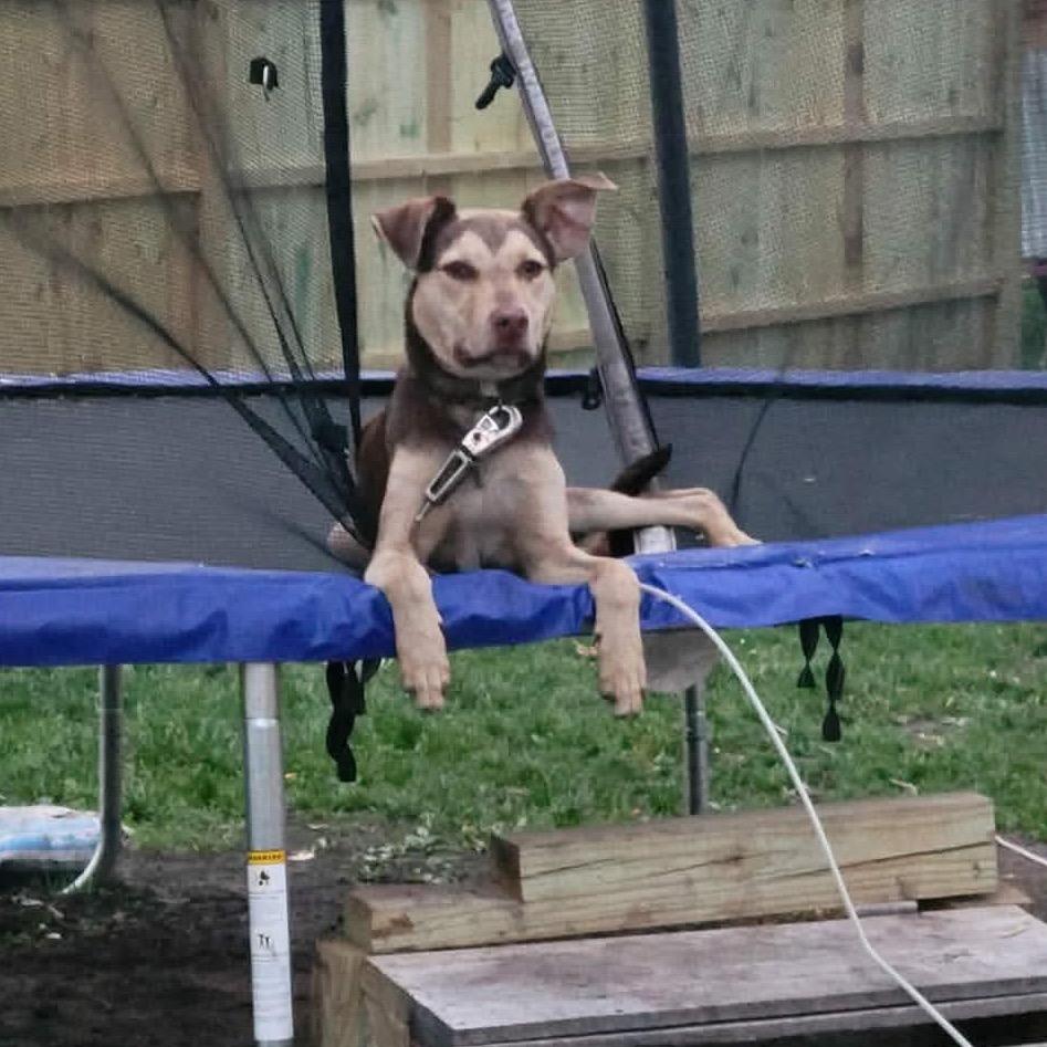 Tyson, Adoptable, Young Male Pit Bull Terrier.