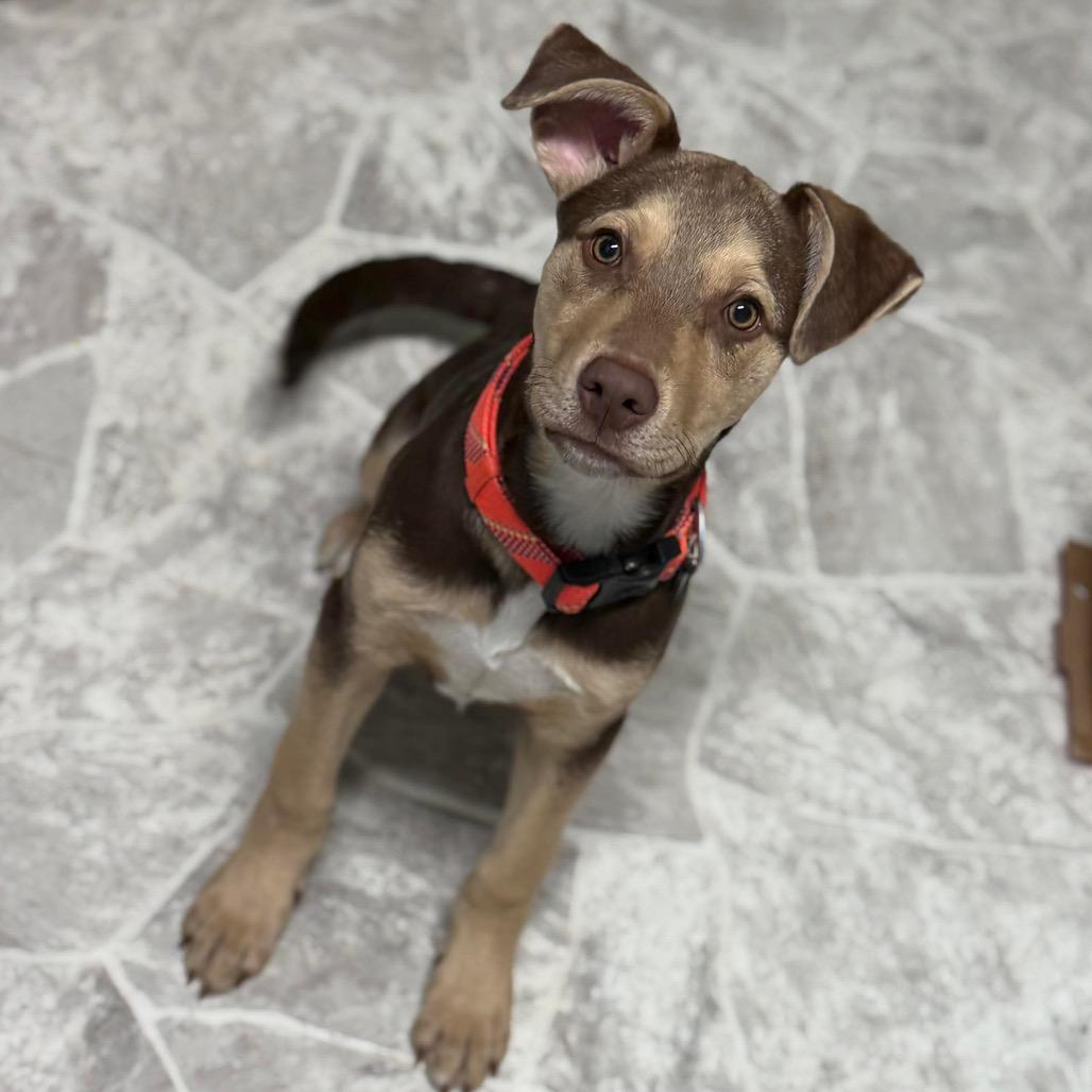 Enlarge Tyson, a Adoptable Pit Bull Terrier in Brainerd, MN image 1/3