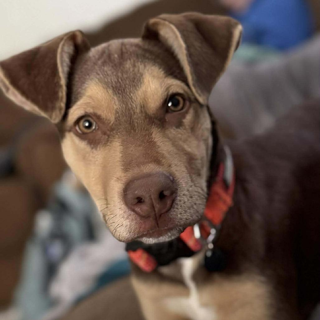 Enlarge Tyson, a Adoptable Pit Bull Terrier in Brainerd, MN image 2/3