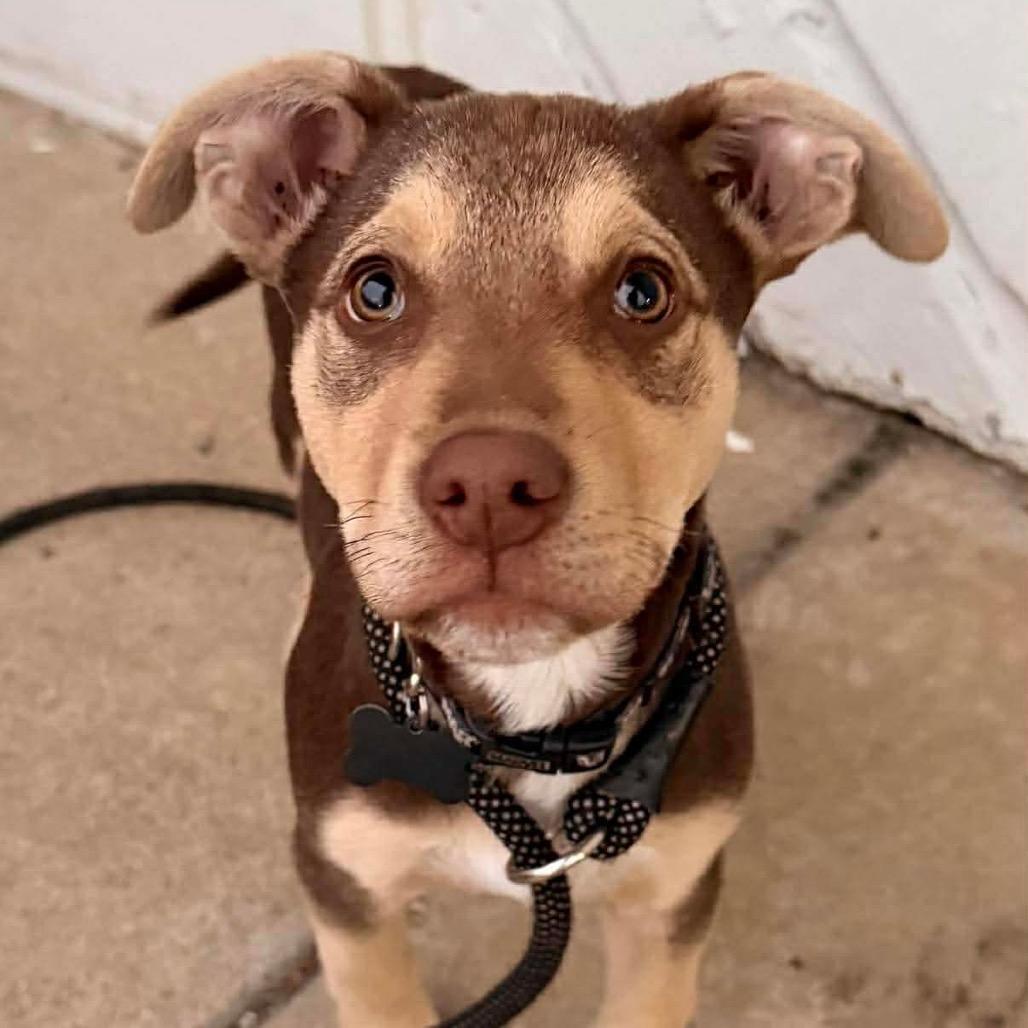 Enlarge Tyson, a Adoptable Pit Bull Terrier in Brainerd, MN image 3/3