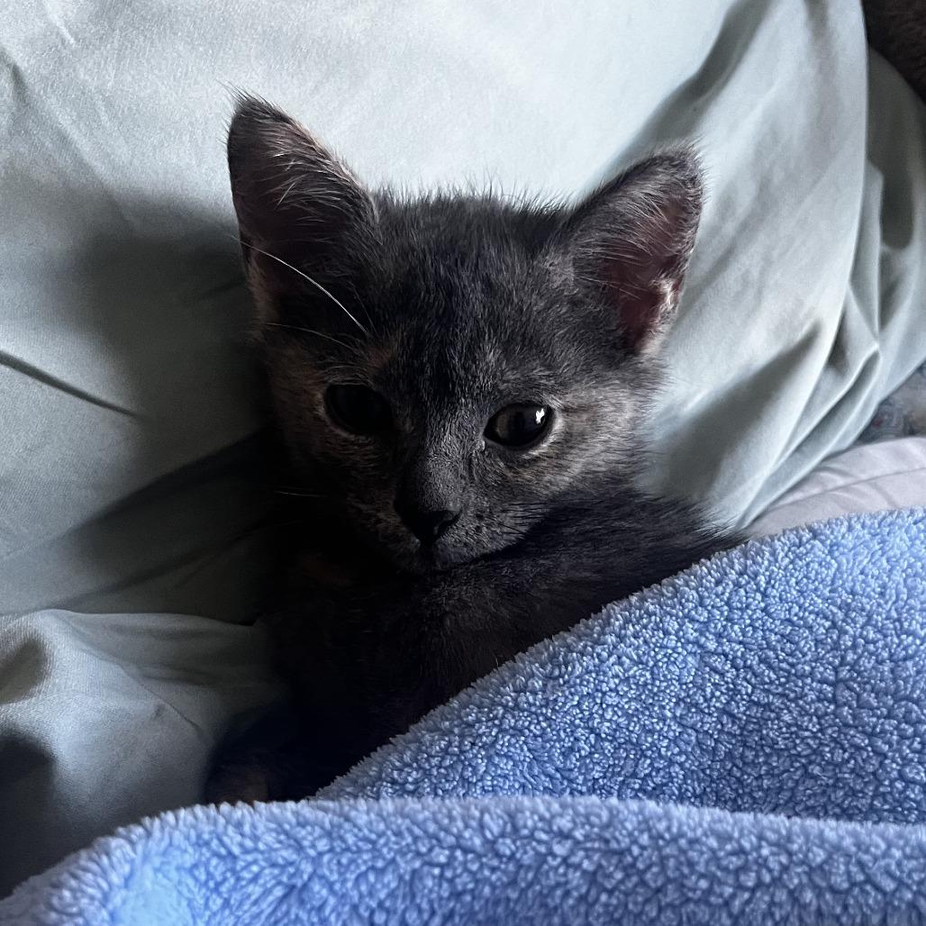 Ophelia, Adoptable, Kitten Female Domestic Short Hair.