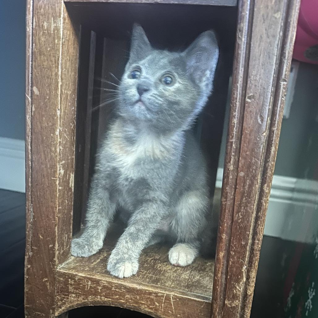 Enlarge Ophelia, a Adoptable Domestic Short Hair in Jupiter, FL image 2/3