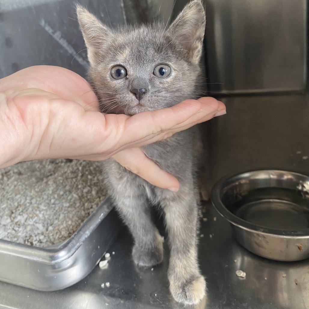 Enlarge Ophelia, a Adoptable Domestic Short Hair in Jupiter, FL image 3/3