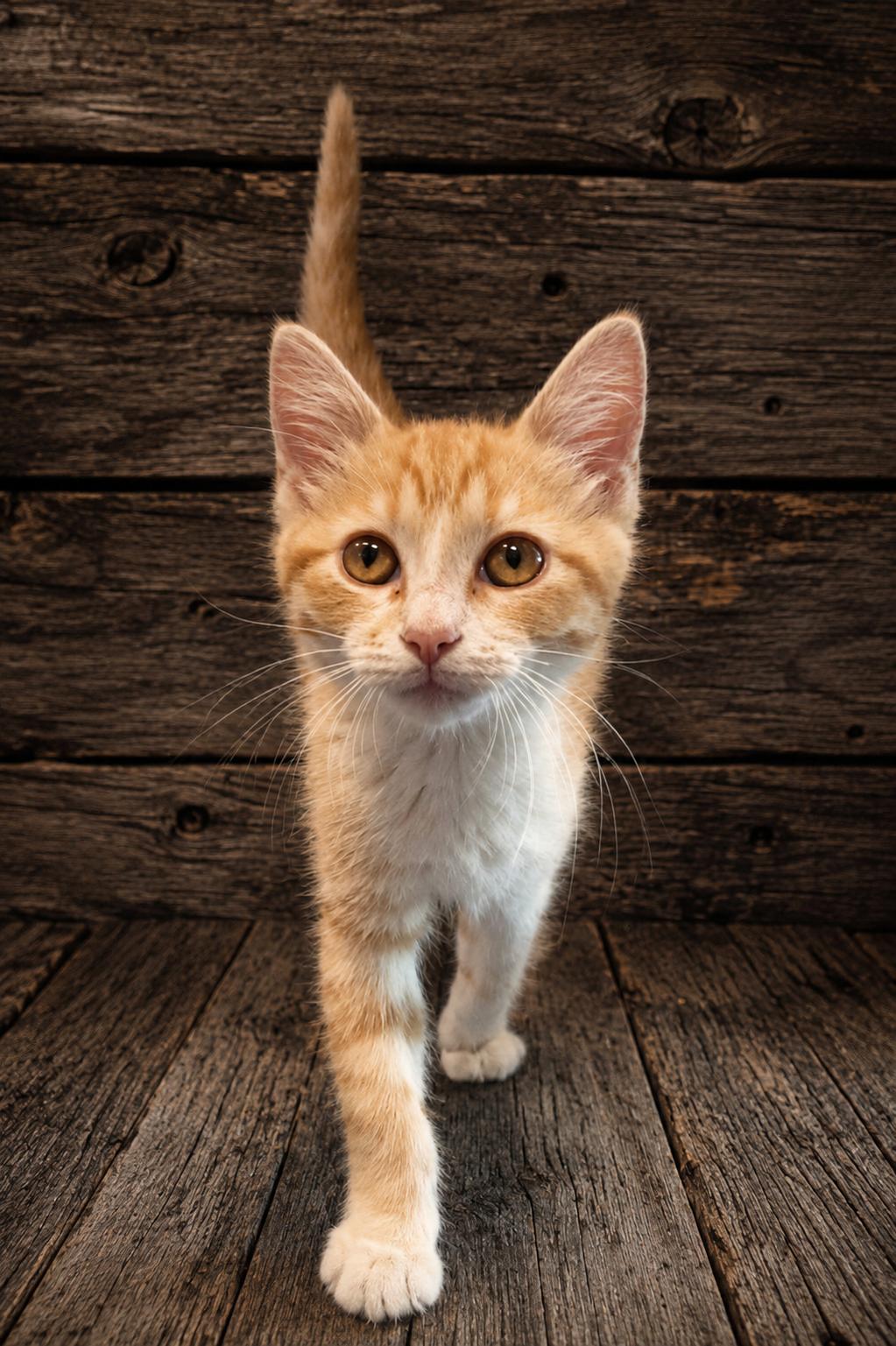 Elmer, a ADOPTABLE Domestic Short Hair in Joliet, IL image 1/2