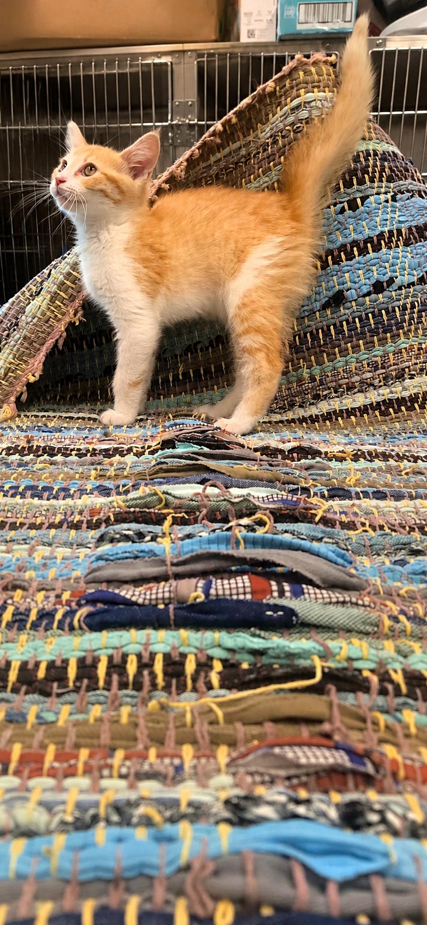 Elmer, a ADOPTABLE Domestic Short Hair in Joliet, IL image 2/2