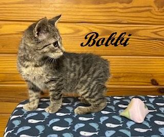 Enlarge Bobbi - American Bobtail is THE SWEETEST little kitten, a Adoptable American Bobtail in Cary, NC image 5/6