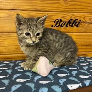 Enlarge Bobbi - American Bobtail is THE SWEETEST little kitten, a Adoptable American Bobtail in Cary, NC image 1/6