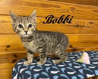 Enlarge Bobbi - American Bobtail is THE SWEETEST little kitten, a Adoptable American Bobtail in Cary, NC image 3/6