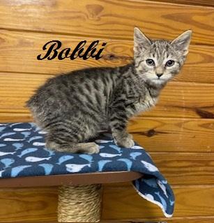 Enlarge Bobbi - American Bobtail is THE SWEETEST little kitten, a Adoptable American Bobtail in Cary, NC image 6/6