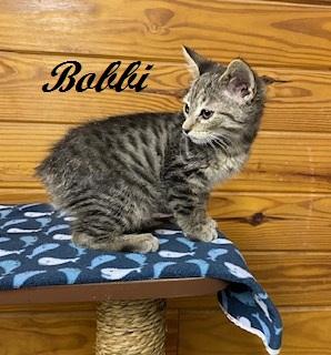 Enlarge Bobbi - American Bobtail is THE SWEETEST little kitten, a Adoptable American Bobtail in Cary, NC image 4/6