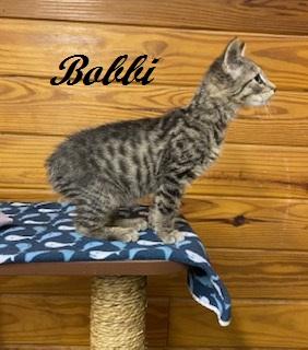 Enlarge Bobbi - American Bobtail is THE SWEETEST little kitten, a Adoptable American Bobtail in Cary, NC image 2/6
