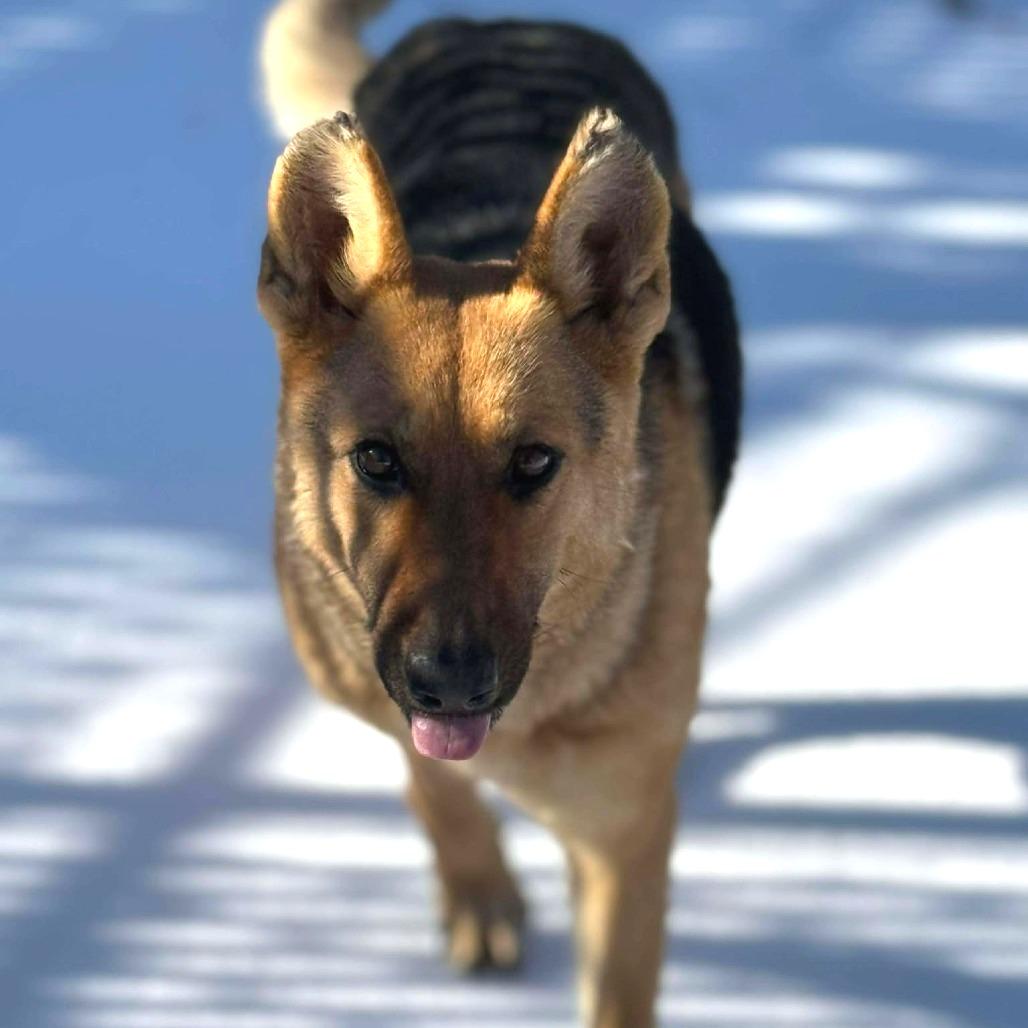 Grandmother Willow, Adoptable, Adult Female German Shepherd Dog.