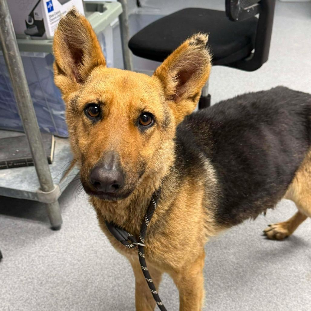 Grandmother Willow, Adoptable, Adult Female German Shepherd Dog.