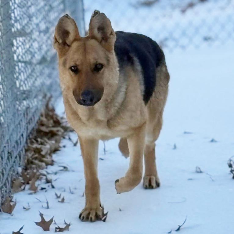 Grandmother Willow, a Adoptable German Shepherd Dog in Martinsville, VA image 4/6