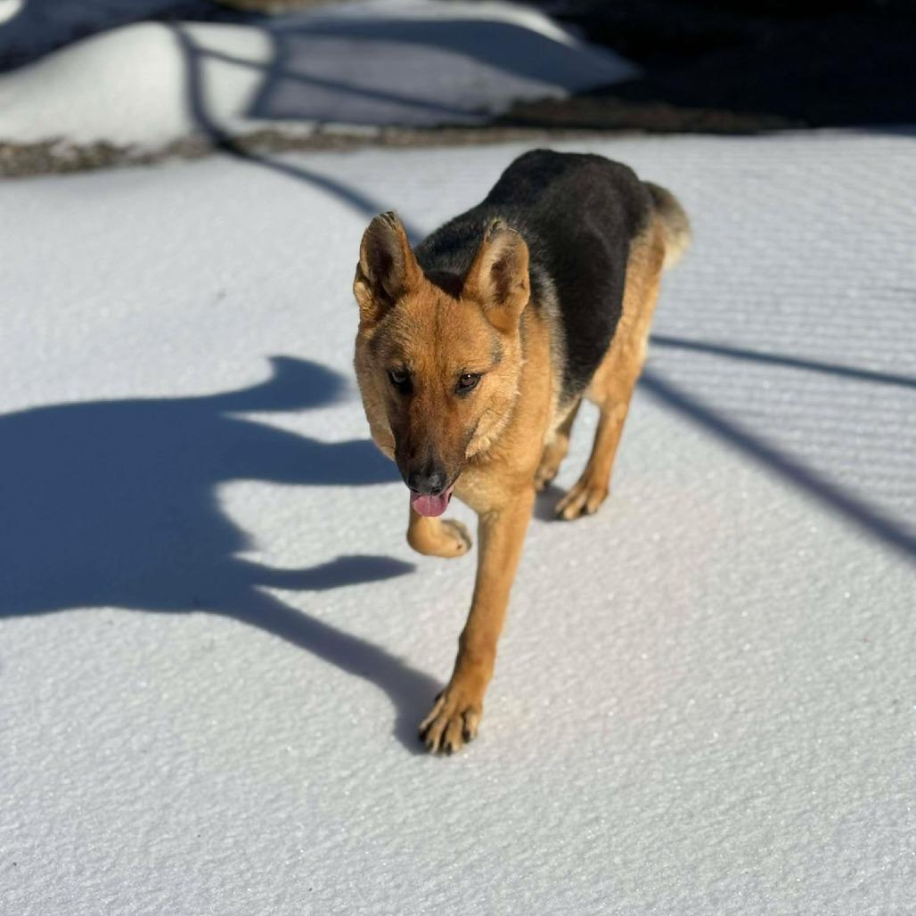 Grandmother Willow, a Adoptable German Shepherd Dog in Martinsville, VA image 5/6