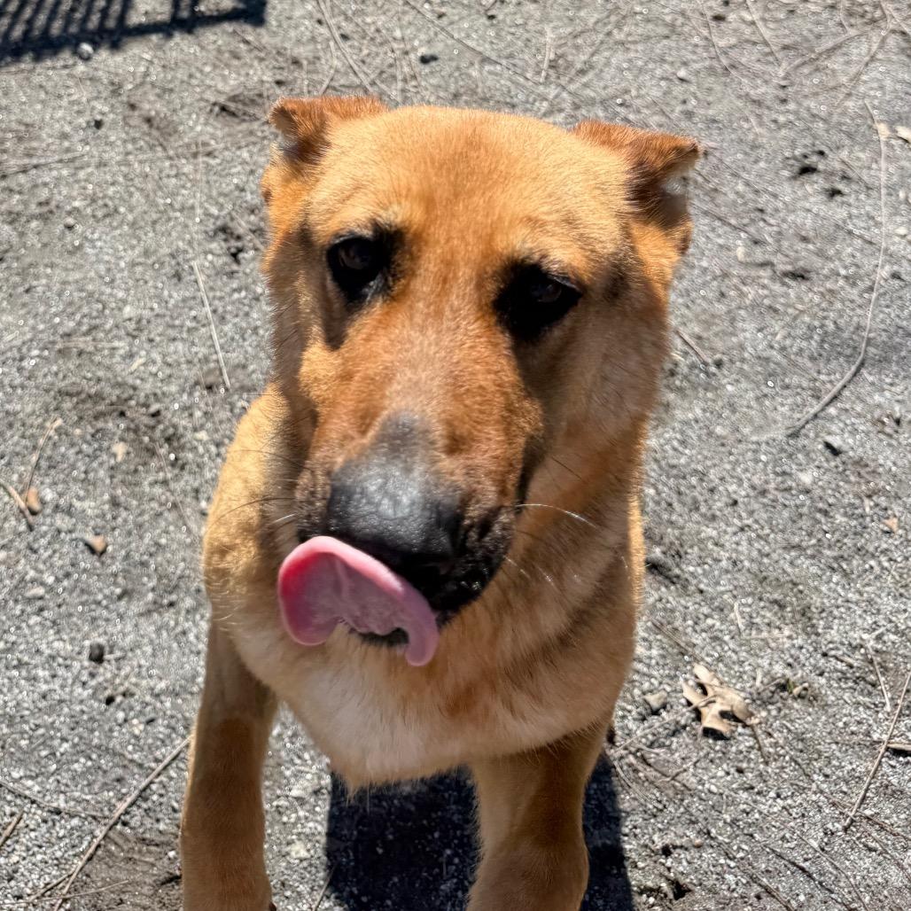 Enlarge Grandmother Willow, a Adoptable German Shepherd Dog in Martinsville, VA image 5/6