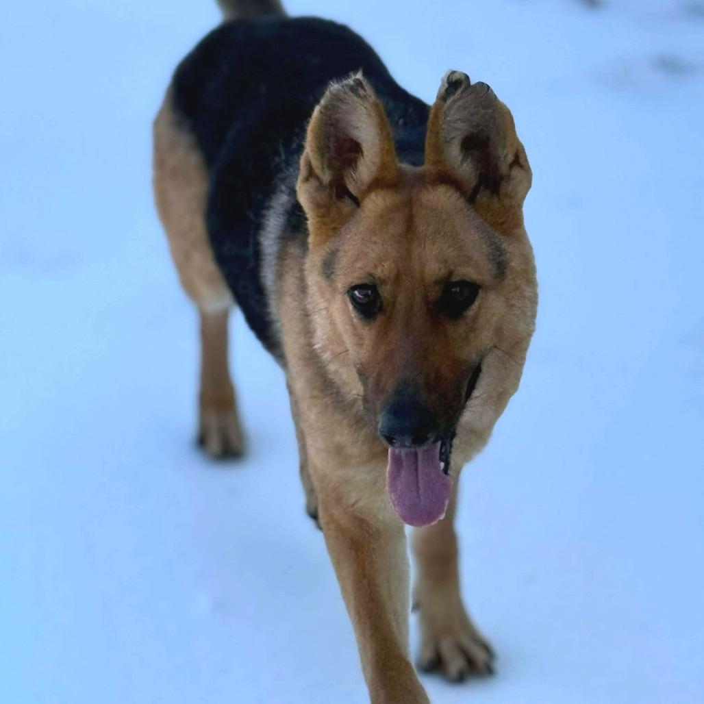 Grandmother Willow, a Adoptable German Shepherd Dog in Martinsville, VA image 6/6