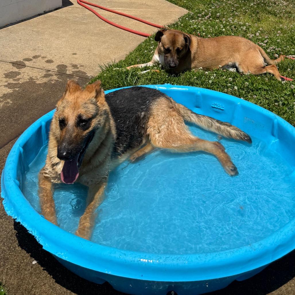 Enlarge Willow, a Adoptable German Shepherd Dog in Martinsville, VA image 6/6