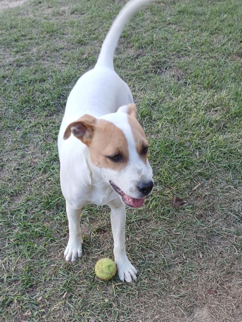 Cheyenne, Adoptable, Young Female Mixed Breed.