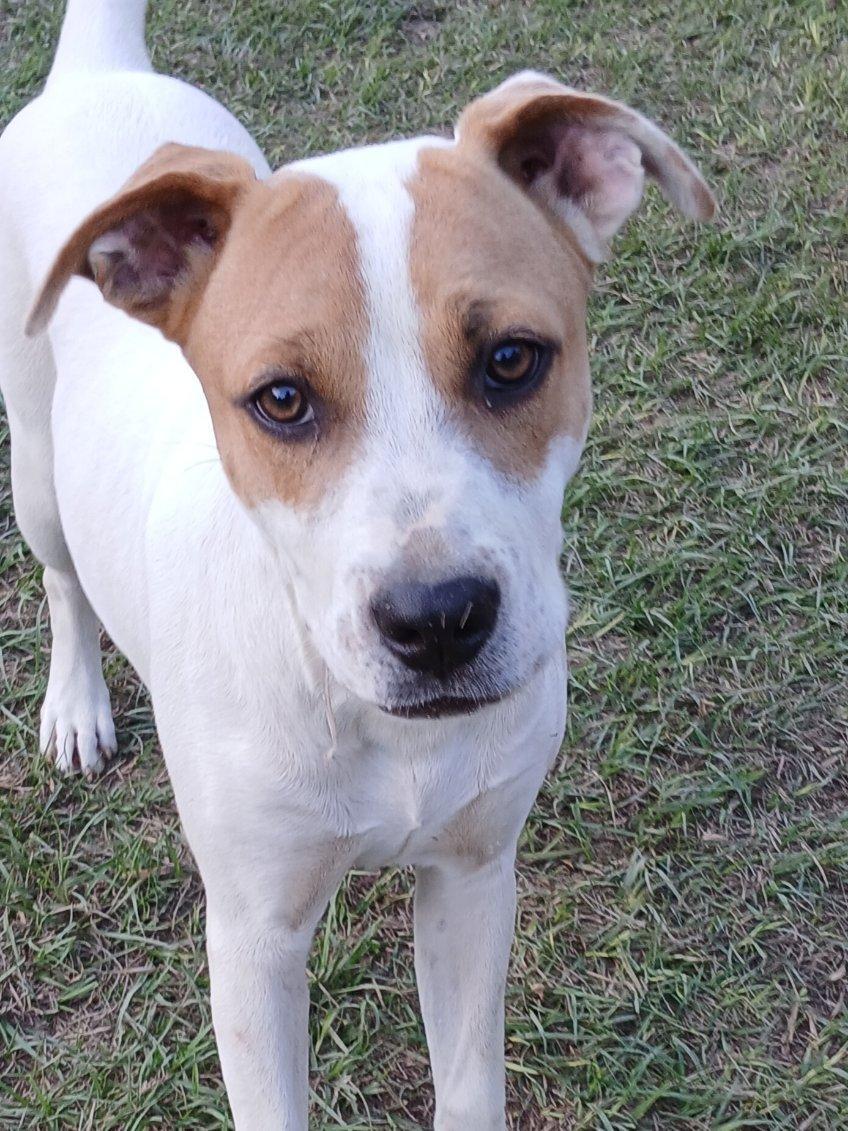 Cheyenne, a Adoptable Mixed Breed in Eastman, GA image 2/3