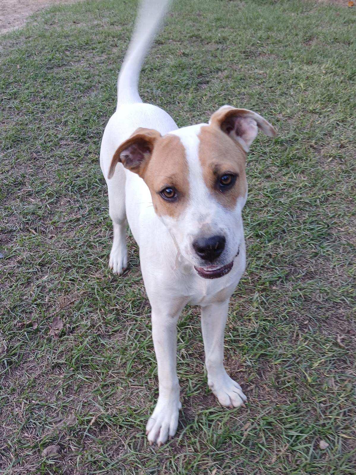 Cheyenne, a Adoptable Mixed Breed in Eastman, GA image 3/3