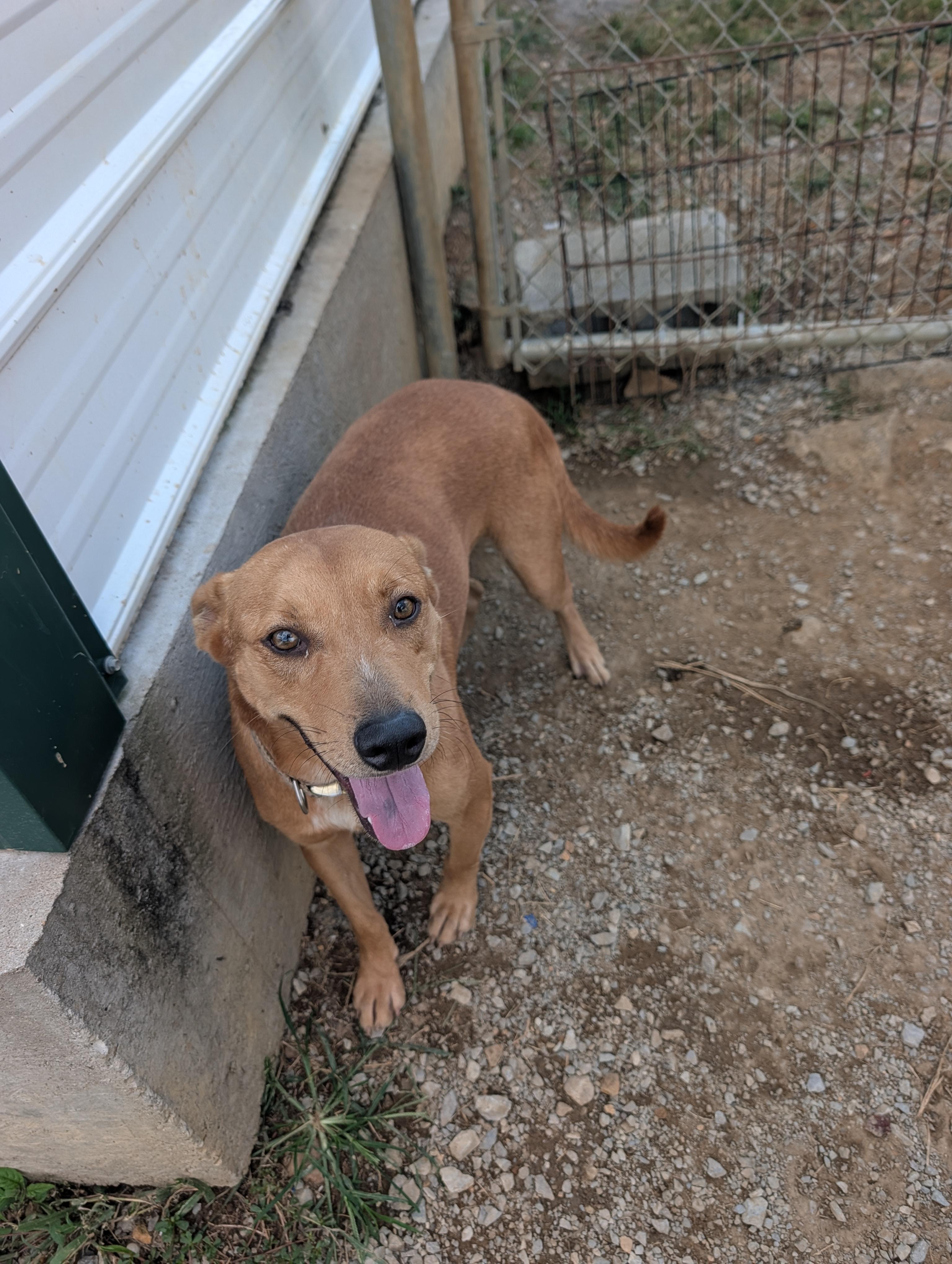 Jasper, a ADOPTABLE mixed breed in Lewisburg, TN image 4/6