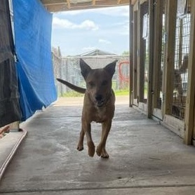 Jasper, a ADOPTABLE mixed breed in Lewisburg, TN image 1/2