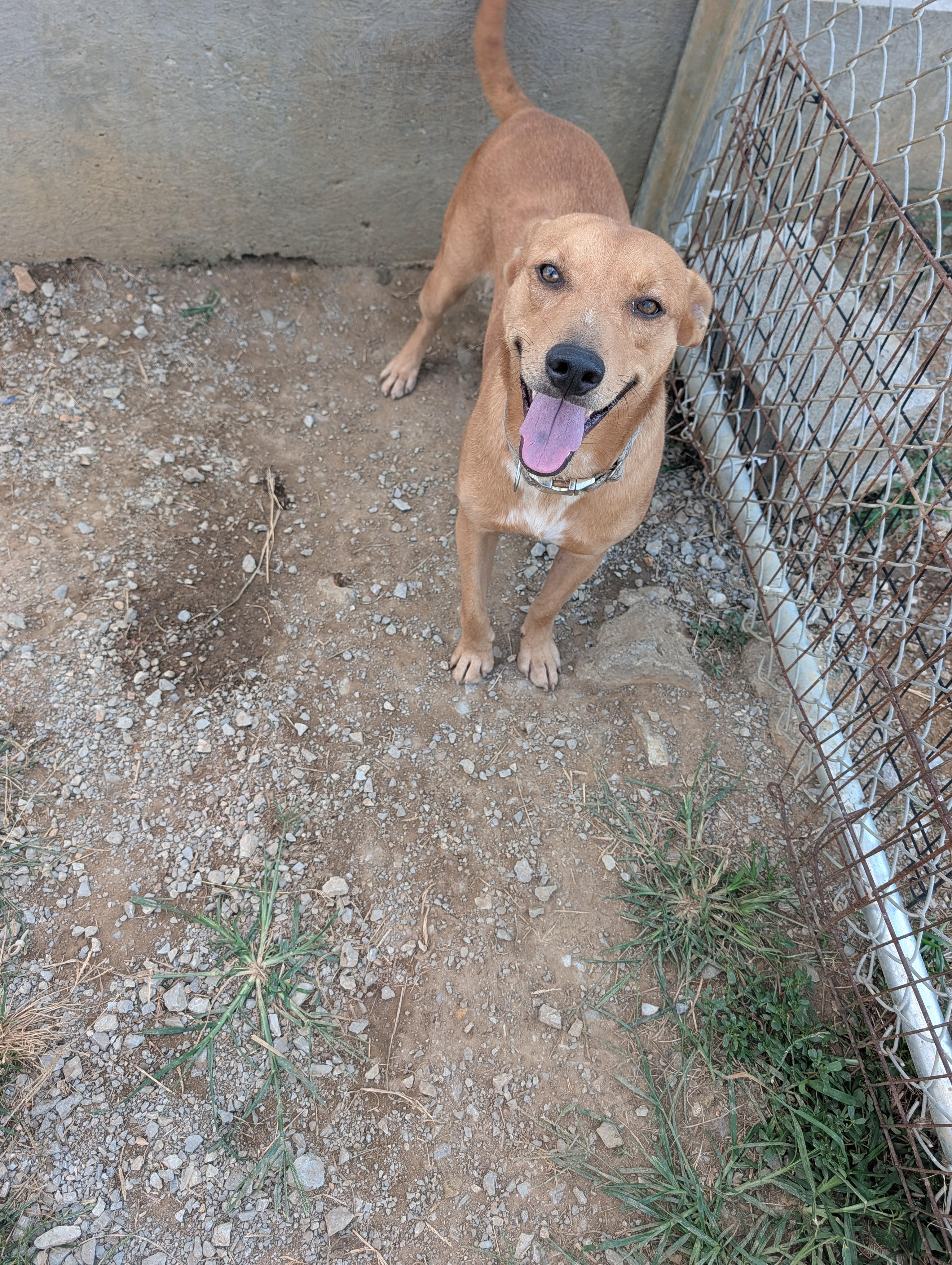 Jasper, a ADOPTABLE mixed breed in Lewisburg, TN image 6/6