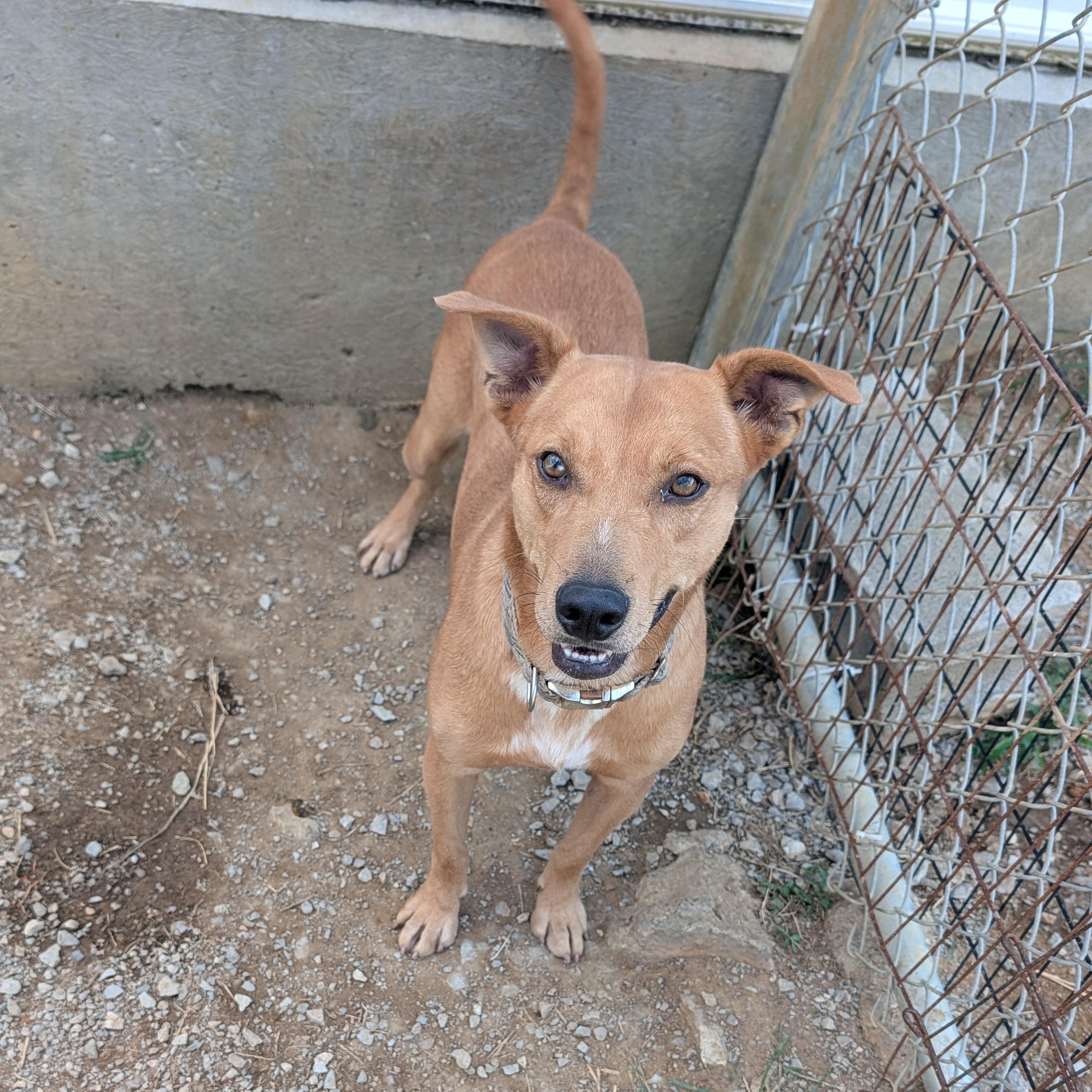 Jasper, ADOPTABLE, Young Male Labrador Retriever.