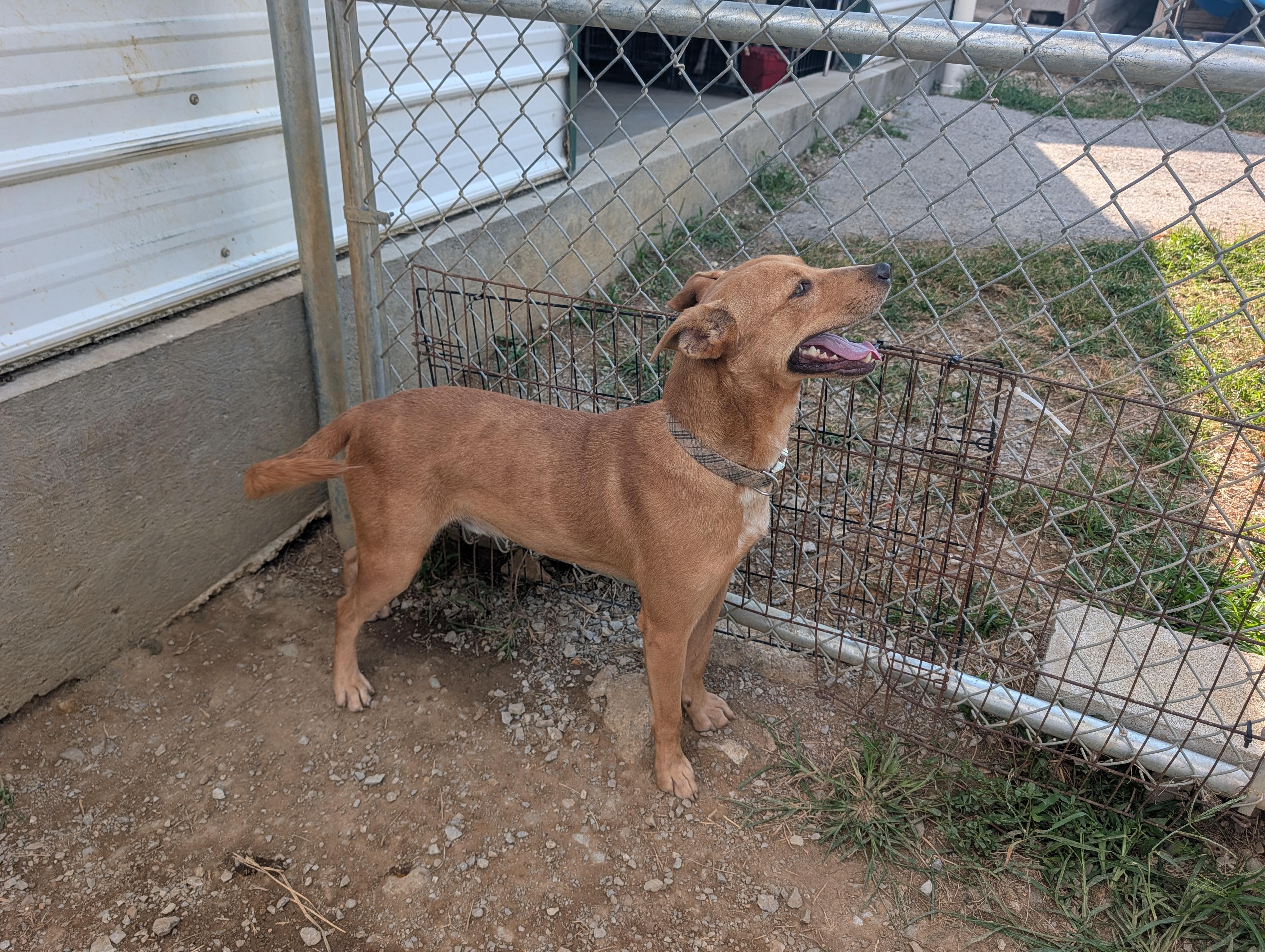 Jasper, a ADOPTABLE mixed breed in Lewisburg, TN image 5/6
