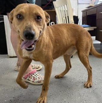 Jasper, a ADOPTABLE mixed breed in Lewisburg, TN image 2/2