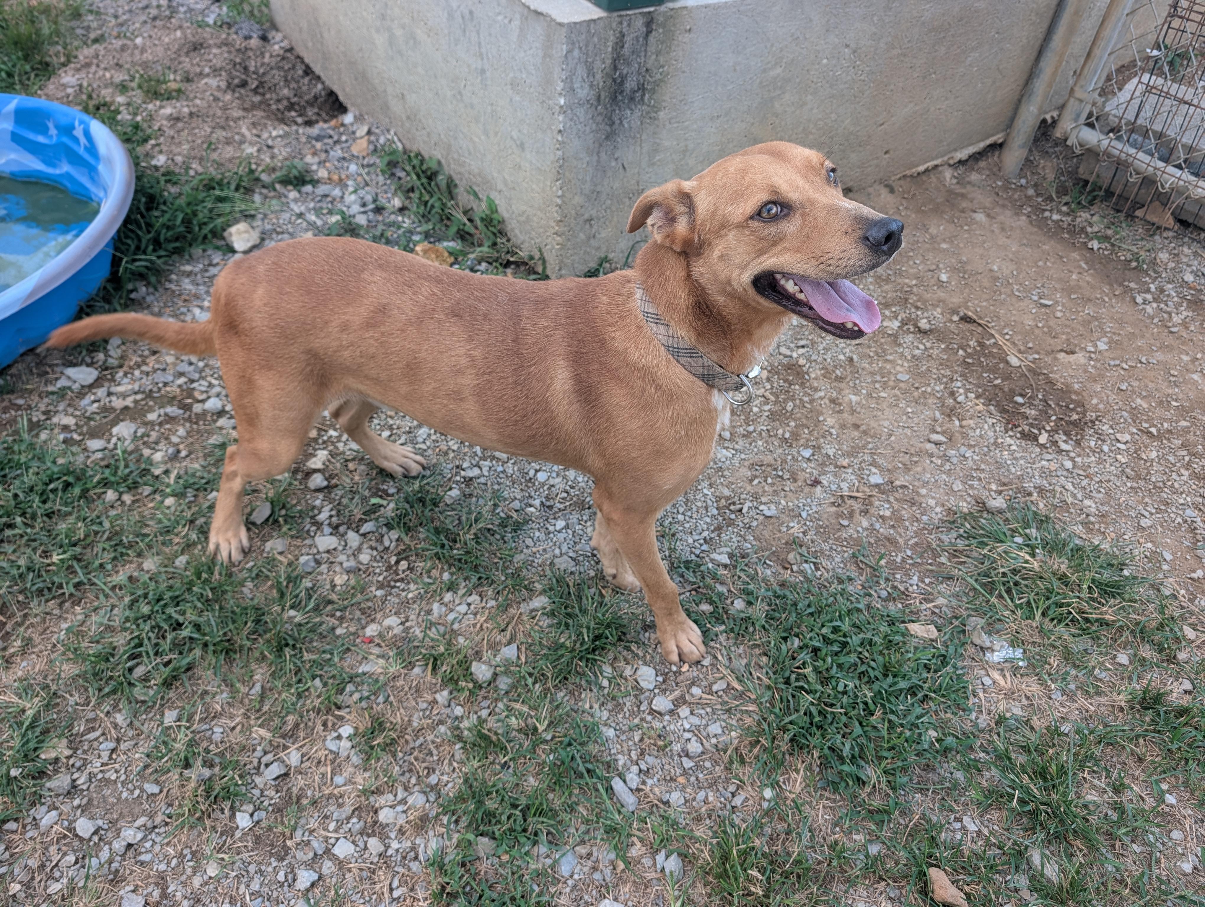 Jasper, a ADOPTABLE mixed breed in Lewisburg, TN image 2/6