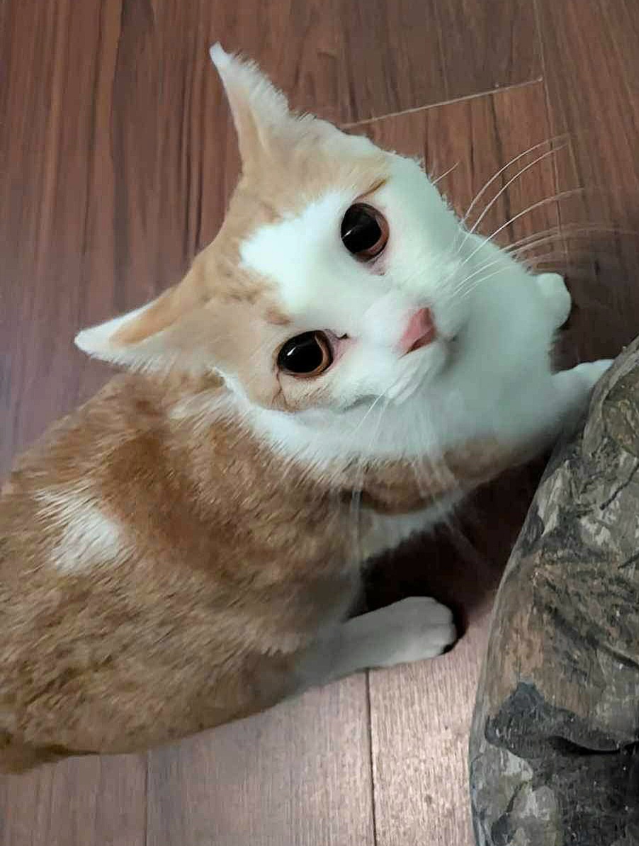 Gretchen, Adoptable, Young Female Domestic Short Hair.