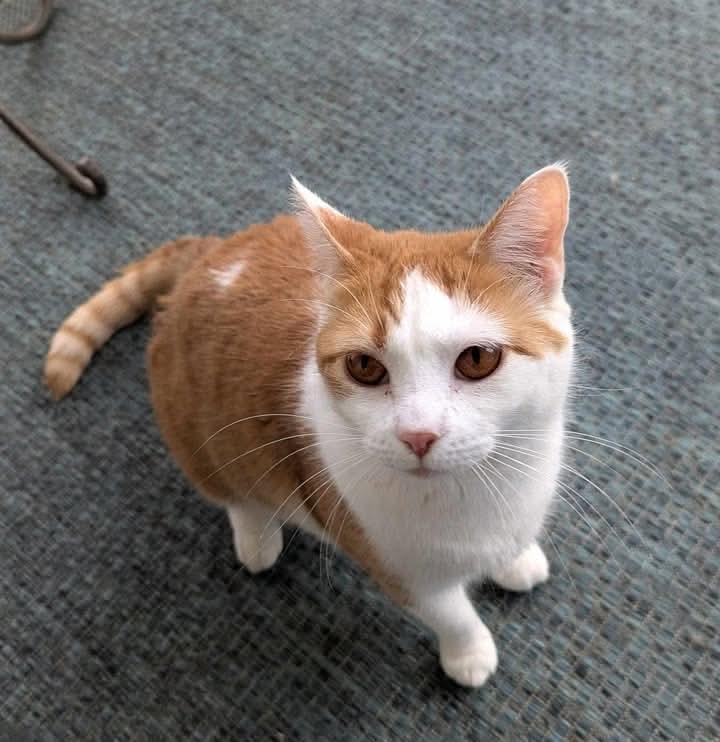 Gretchen, a Adoptable Domestic Short Hair in Greenville, NC image 6/6