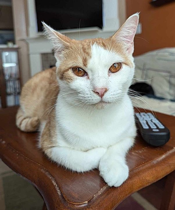 Gretchen, a Adoptable Domestic Short Hair in Greenville, NC image 3/6