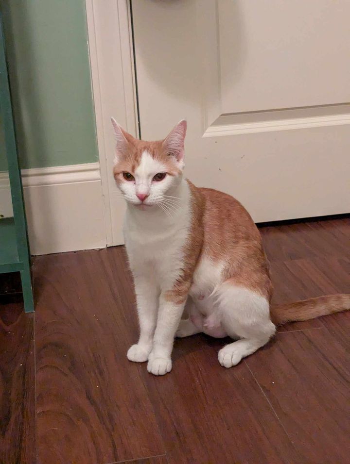 Gretchen, a Adoptable Domestic Short Hair in Greenville, NC image 5/6