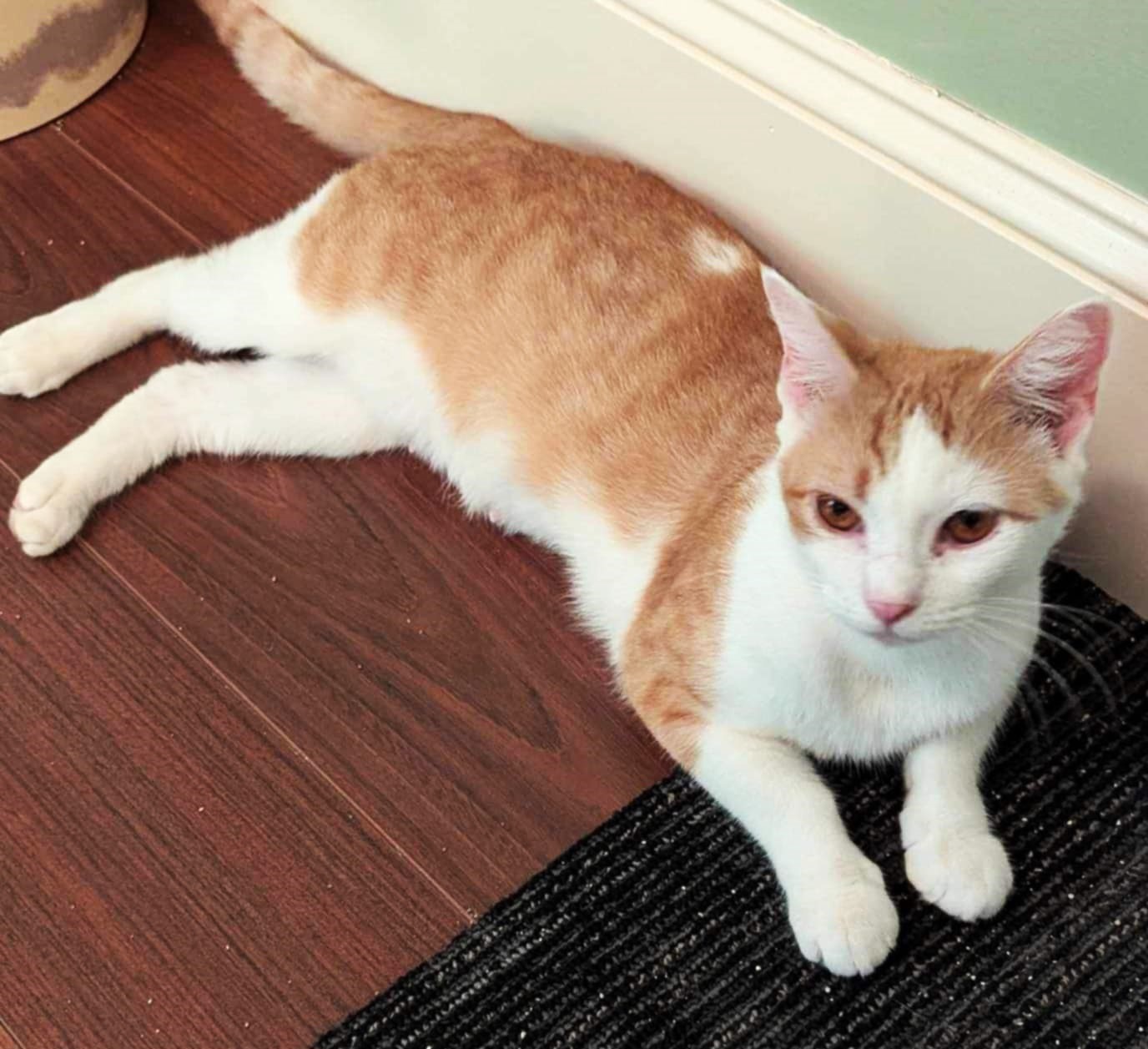 Gretchen, a Adoptable Domestic Short Hair in Greenville, NC image 4/6