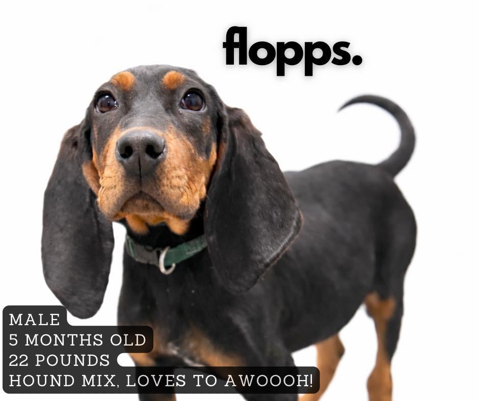 Flopps, Adoptable, Puppy Male Hound.