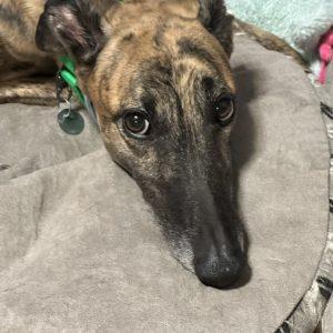 philip pn, Adoptable, Adult Male Greyhound.