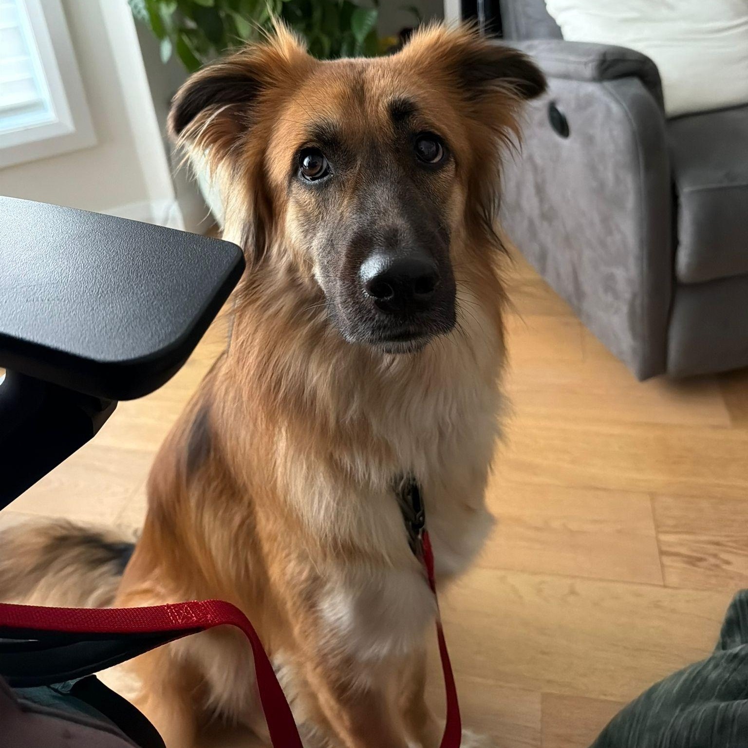Enlarge Beautiful JASMINE, an adopted mixed breed in Pierrefonds, QC image 2/6