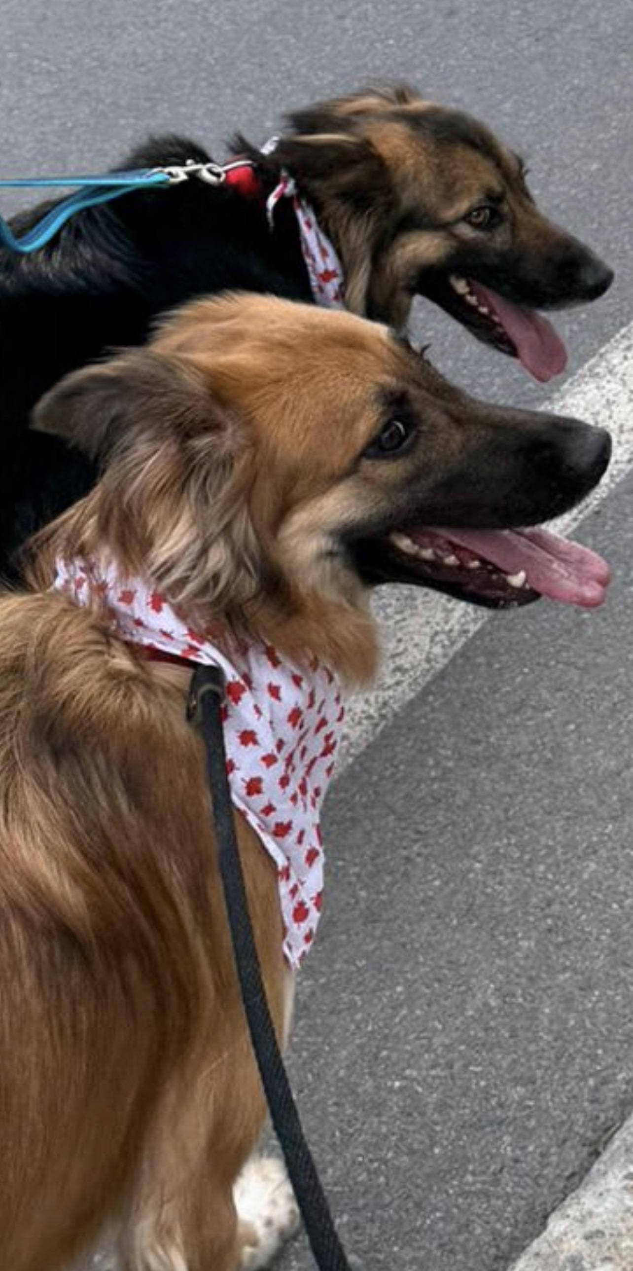 Enlarge Beautiful JASMINE, an adopted mixed breed in Pierrefonds, QC image 5/6