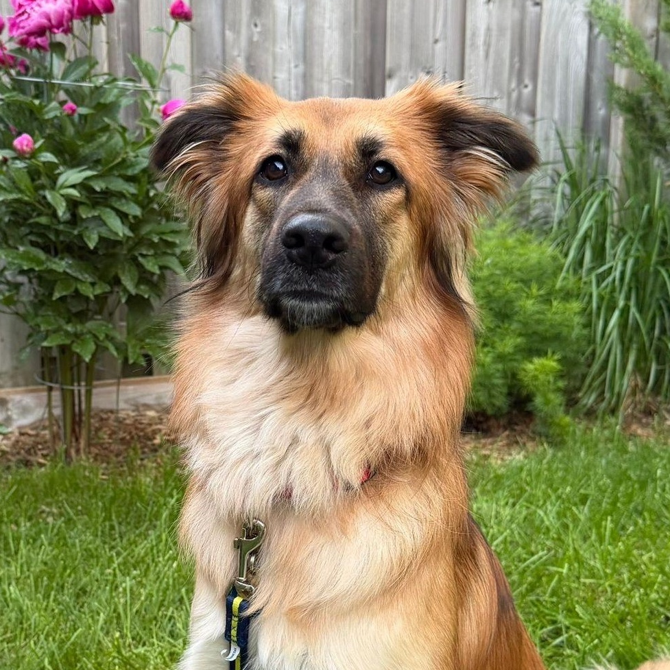 Beautiful JASMINE, adopted, Young Female Shepherd & Retriever.
