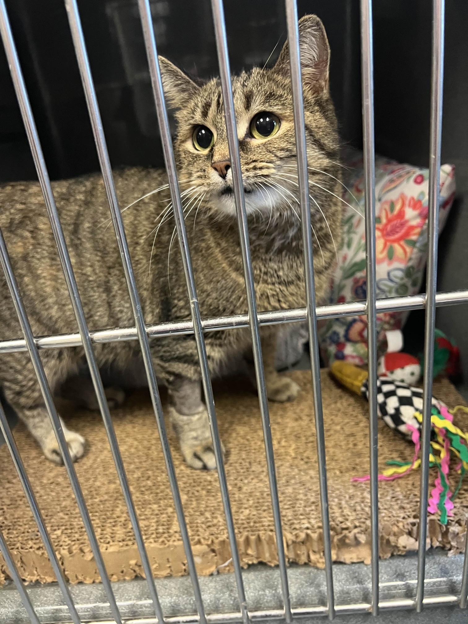 Enlarge Princess, a ADOPTABLE Domestic Short Hair in Oberlin, OH image 3/3