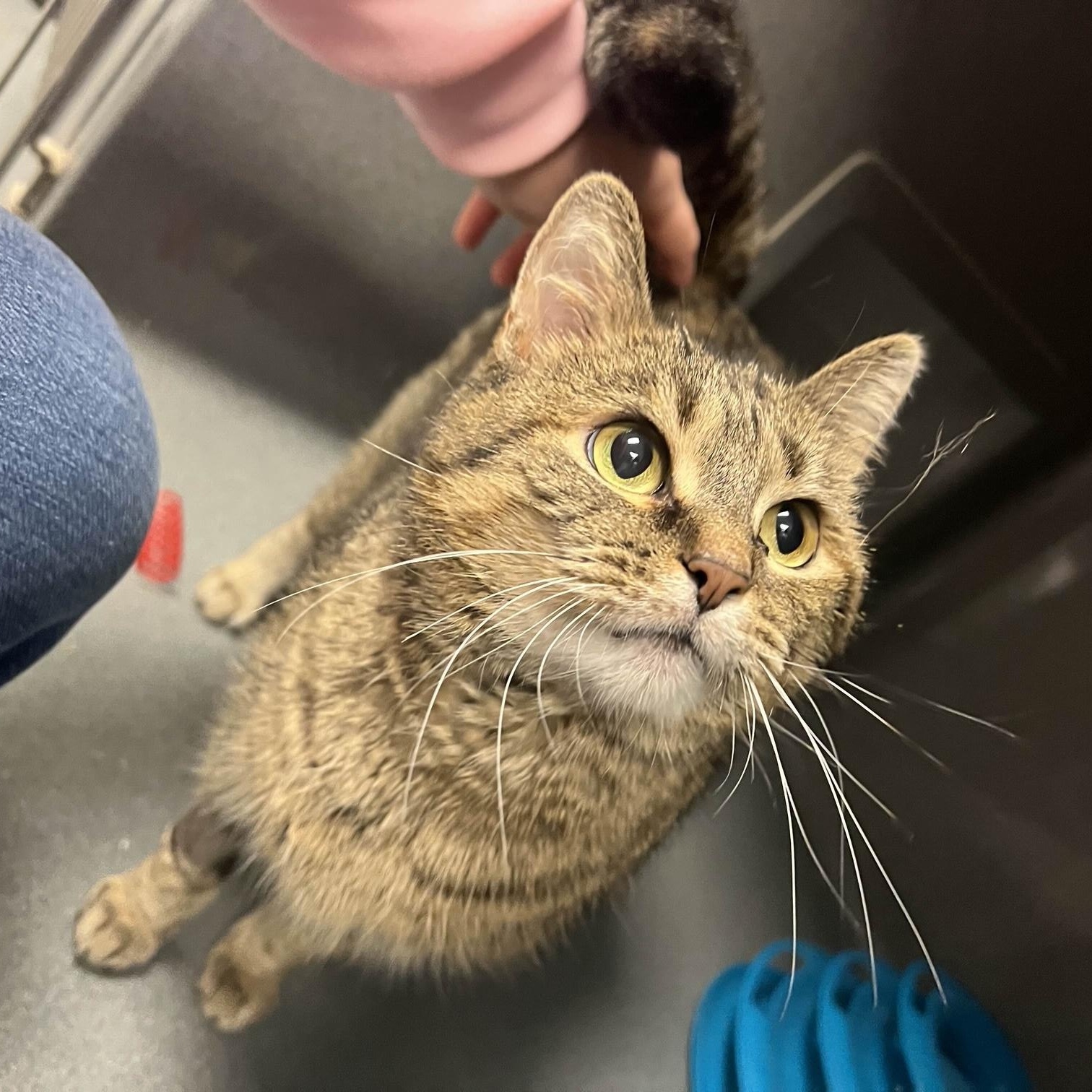 Enlarge Princess, a ADOPTABLE Domestic Short Hair in Oberlin, OH image 1/3