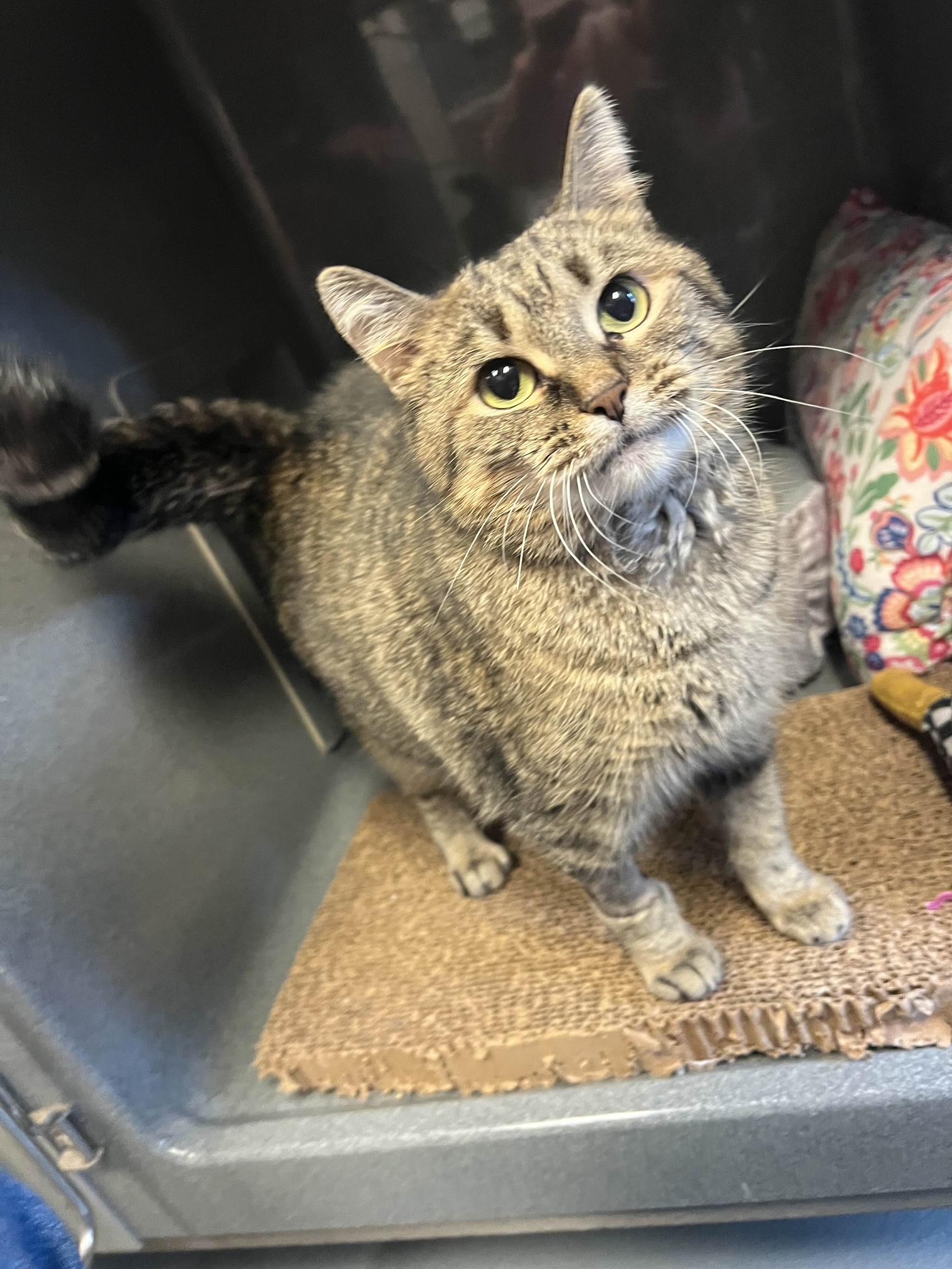 Enlarge Princess, a ADOPTABLE Domestic Short Hair in Oberlin, OH image 2/3