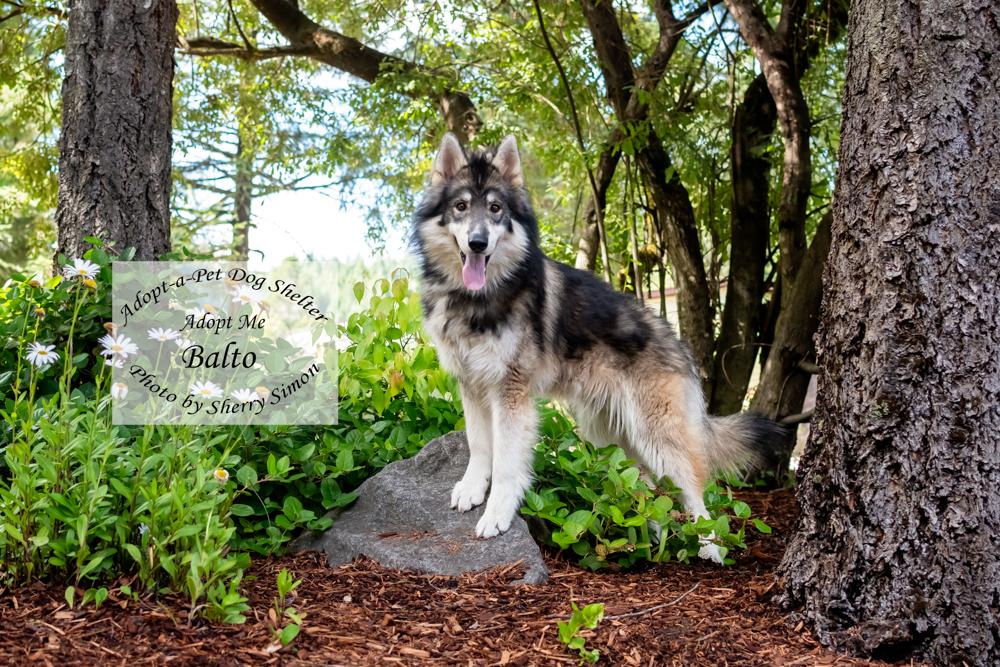 BALTO, an adopted mixed breed in Shelton, WA image 5/6