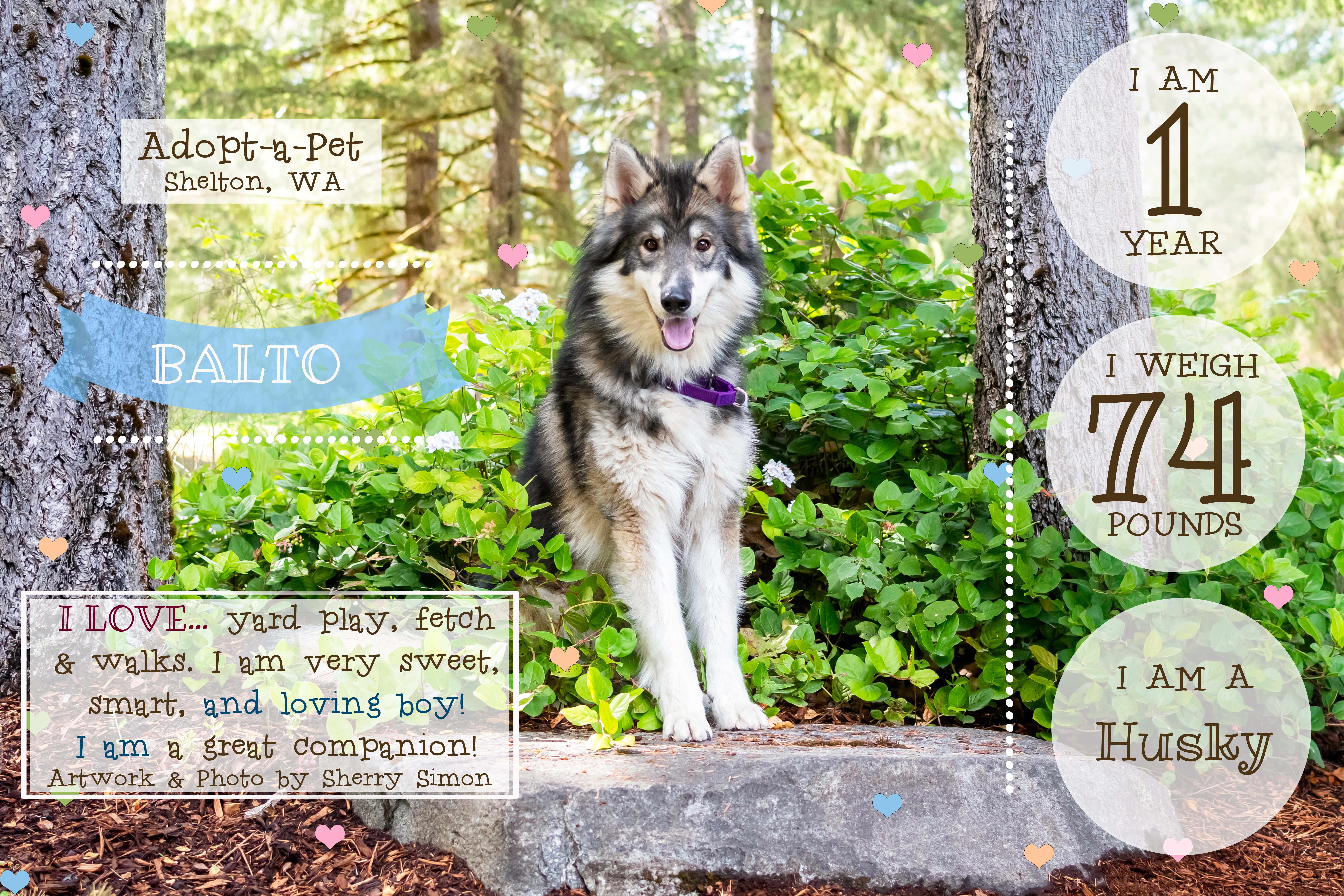 BALTO, an adopted mixed breed in Shelton, WA image 2/6