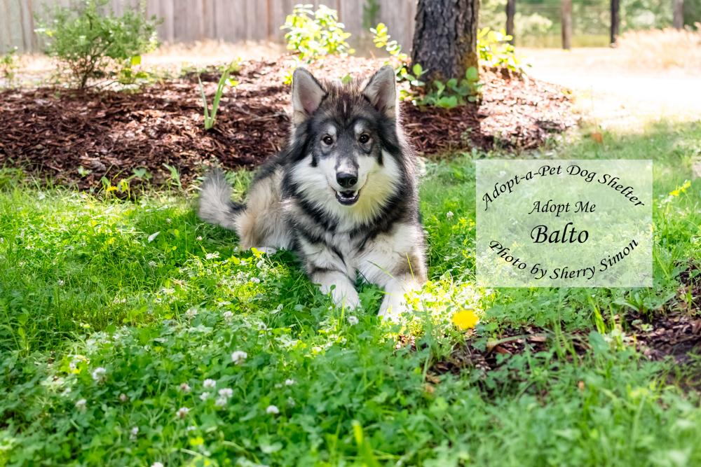 BALTO, an adopted mixed breed in Shelton, WA image 3/6
