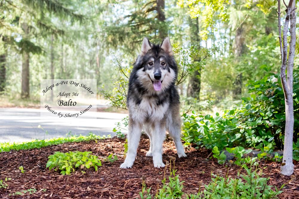 BALTO, an adopted mixed breed in Shelton, WA image 6/6
